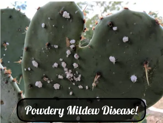 Powdery Mildew