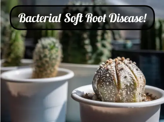 Bacterial soft root disease