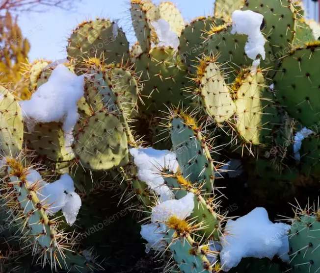 Cactus Frost Damage