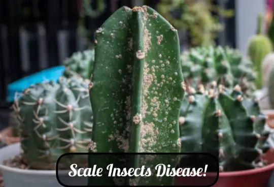 Scale Insects Disease
